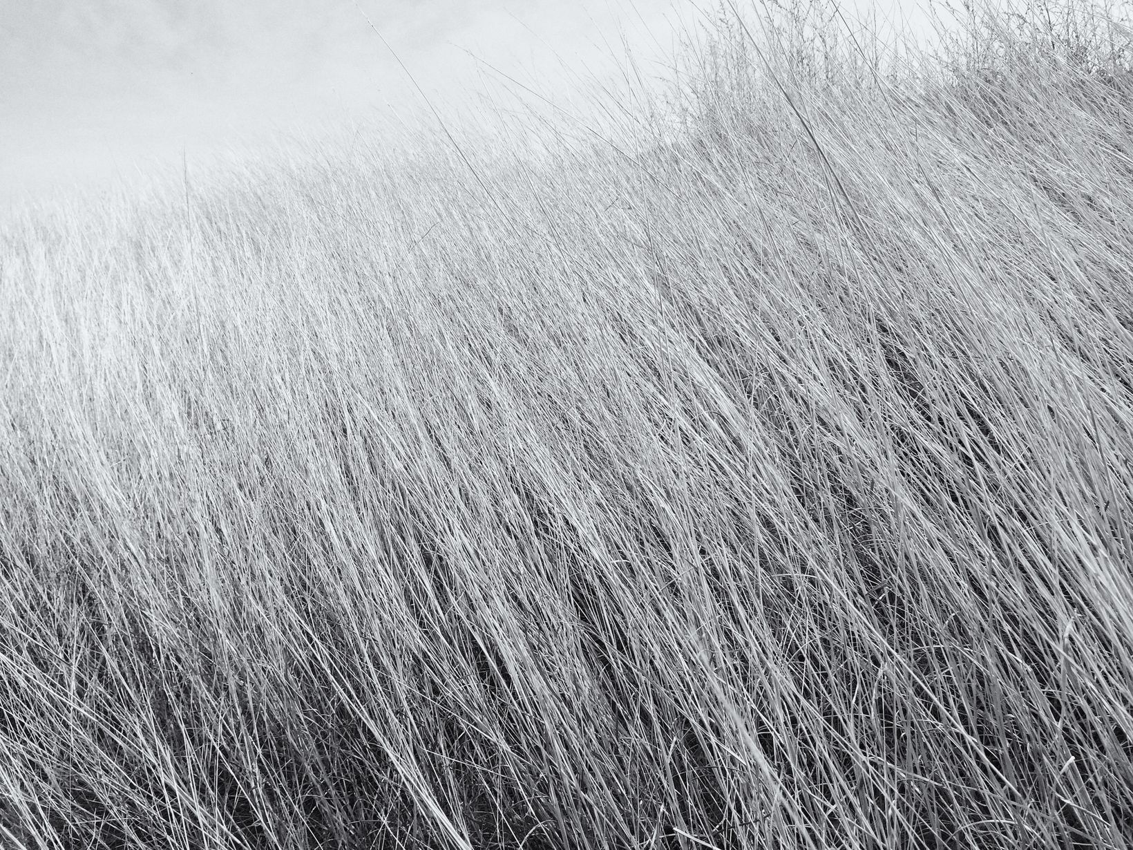 Tall grass moving in wind